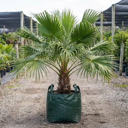 Chinese Fan Palm - Livistona chinensis