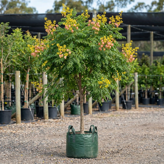 Chinese Flame Tree - Koelreuteria bipinnata