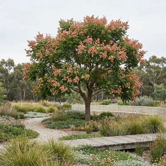 Chinese Flame Tree - Koelreuteria bipinnata