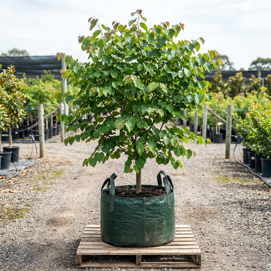 Chinese Redbud - Cercis chinensis