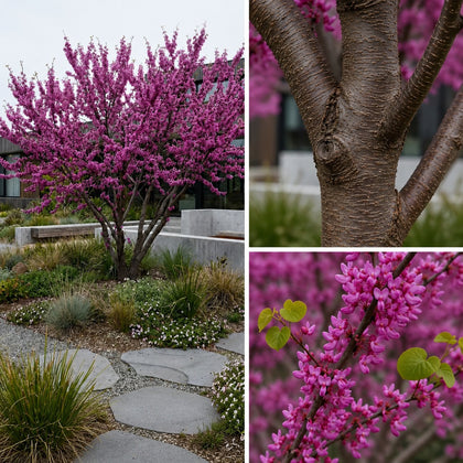 Chinese Redbud - Cercis chinensis ‘Faerie Queen’