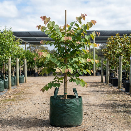 Chinese Redbud - Cercis chinensis ‘Faerie Queen’