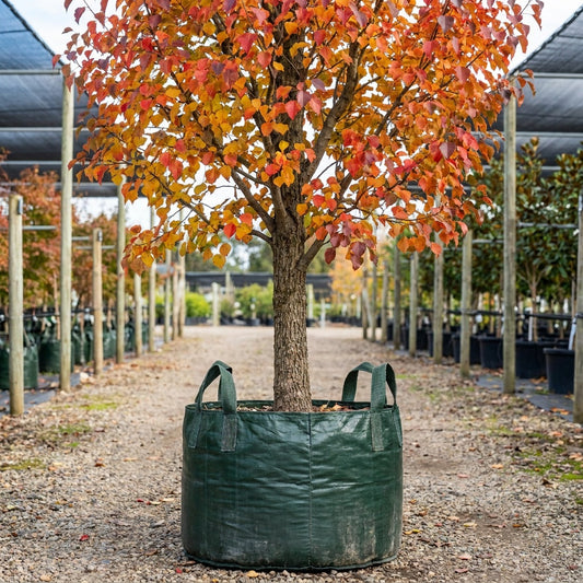 Chinese Tallow Tree - Triadica sebifera