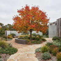 Chinese Tallow Tree - Triadica sebifera