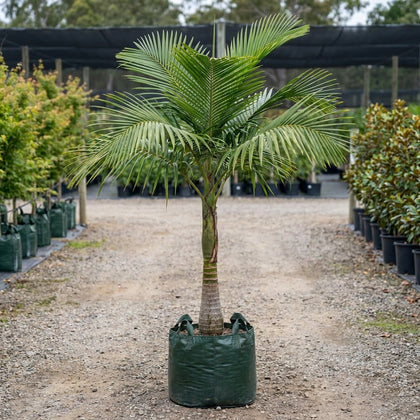 Christmas Palm - Veitchia merrillii