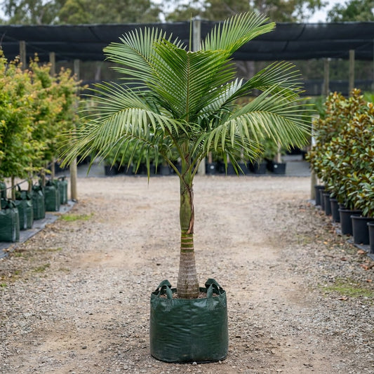 Christmas Palm - Veitchia merrillii