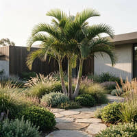 Christmas Palm - Adonidia merrillii