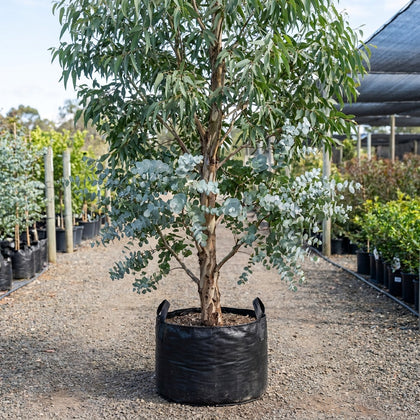 Cider Gum - Eucalyptus gunnii