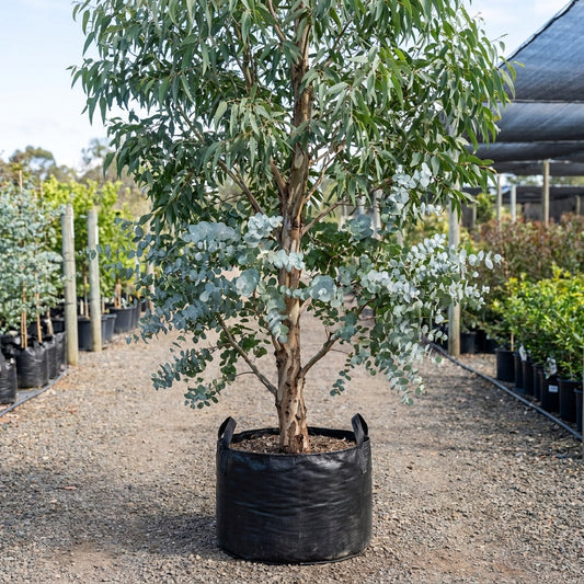 Cider Gum - Eucalyptus gunnii