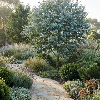 Cider Gum - Eucalyptus gunnii