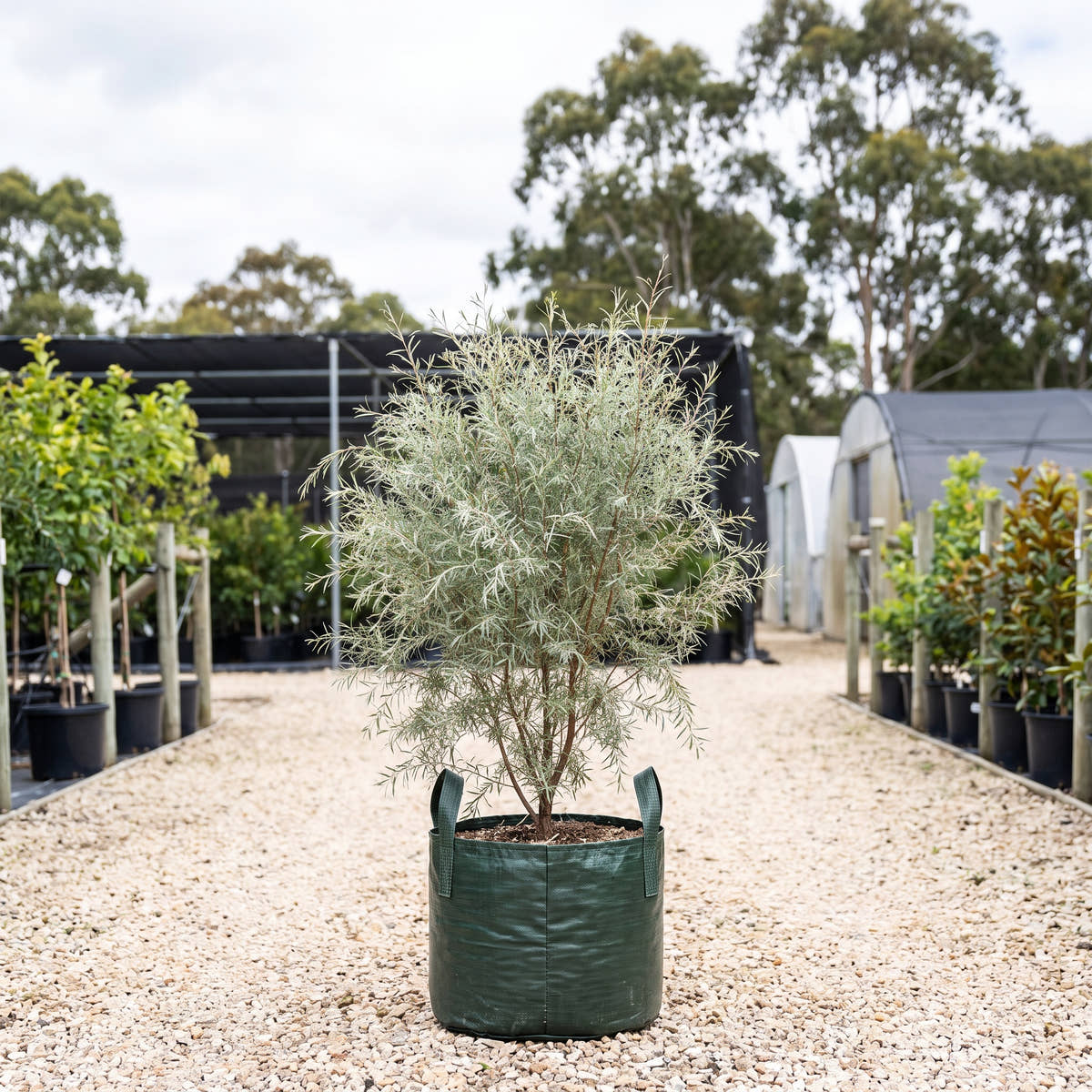 Silver Weeping Tea Tree - Leptospermum brachyandrum ‘Silver’