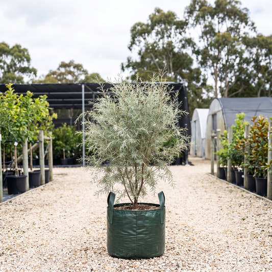 Silver Weeping Tea Tree - Leptospermum brachyandrum ‘Silver’