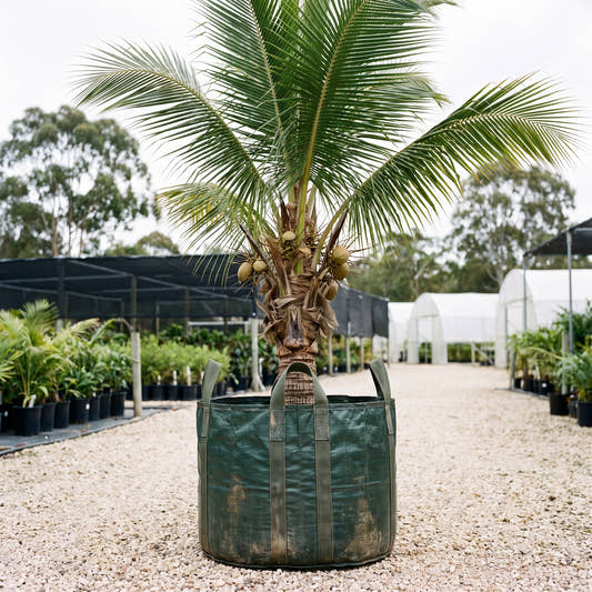 Malayan Dwarf Coconut Palm - Cocos nucifera ‘Malayan Dwarf’