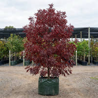 Claret Ash - Fraxinus angustifolia ‘Raywood’