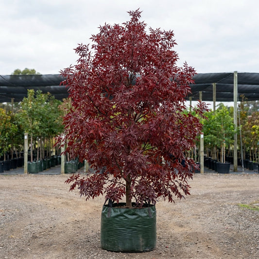 Claret Ash - Fraxinus angustifolia 'Raywood'