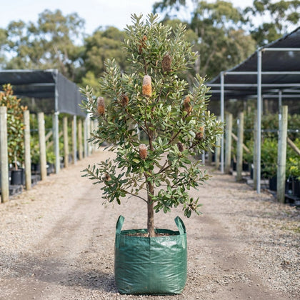 Coast Banksia - Banksia integrifolia