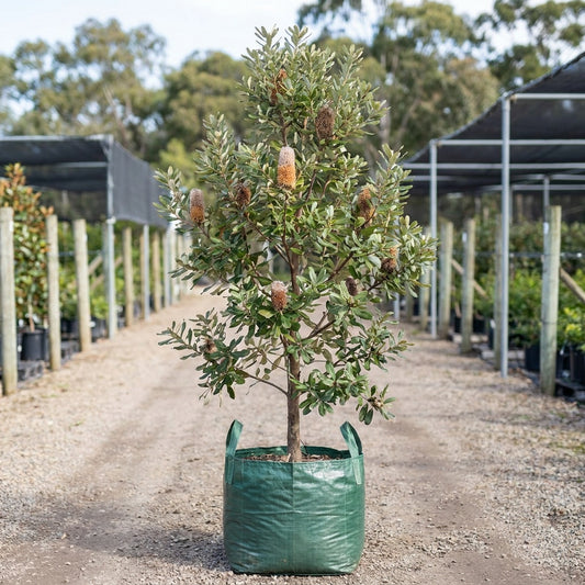 Coast Banksia - Banksia integrifolia