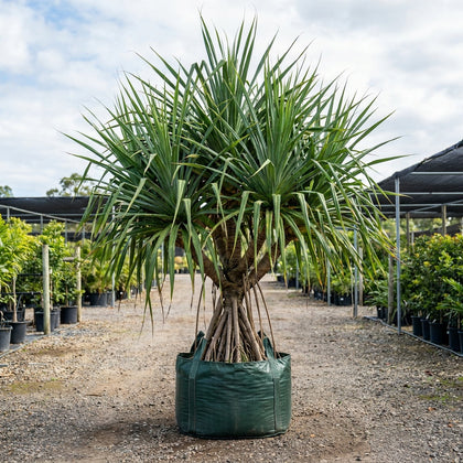 Coastal Screw Pine - Pandanus pedunculatus