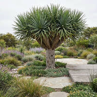 Coastal Screw Pine - Pandanus pedunculatus