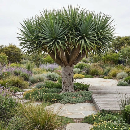 Coastal Screw Pine - Pandanus pedunculatus