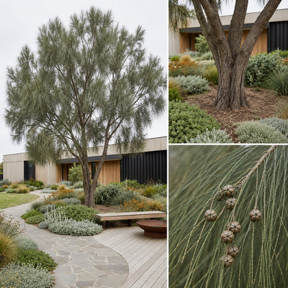 Coastal She Oak - Casuarina equisetifolia
