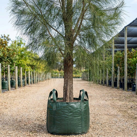 Coastal She Oak - Casuarina equisetifolia