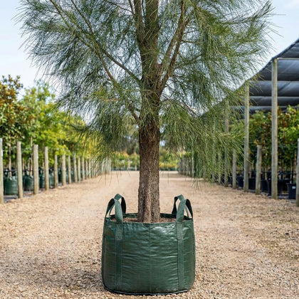 Coastal She Oak - Casuarina equisetifolia