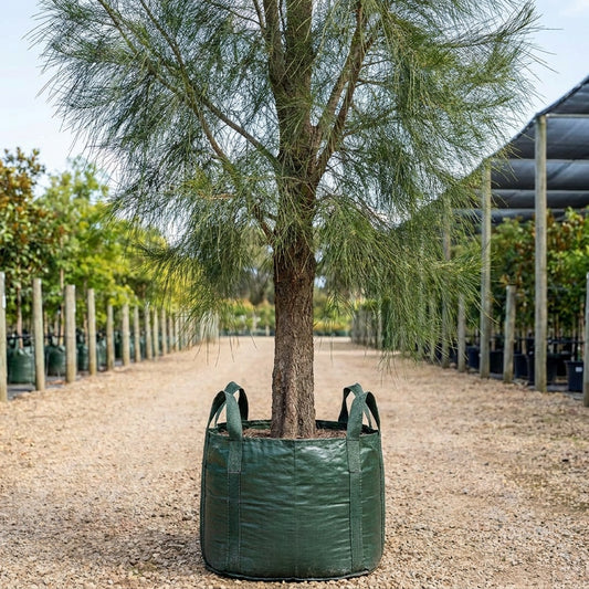 Coastal She Oak - Casuarina equisetifolia