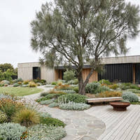 Coastal She Oak - Casuarina equisetifolia