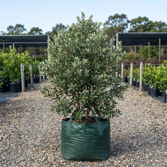 Coastal Tea Tree - Leptospermum laevigatum