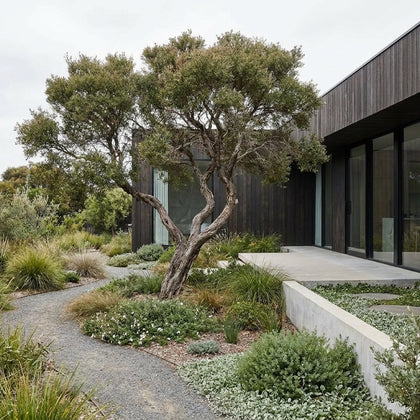 Coastal Tea Tree - Leptospermum laevigatum