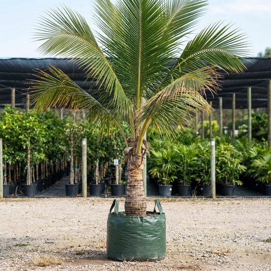Coconut Palm - Cocos nucifera