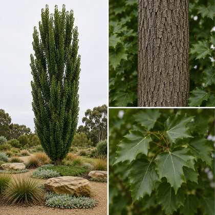 Columnar Poplar - Populus simonii ‘Fastigiata’