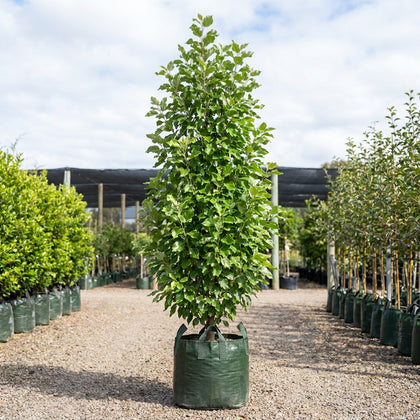 Columnar Poplar - Populus simonii ‘Fastigiata’