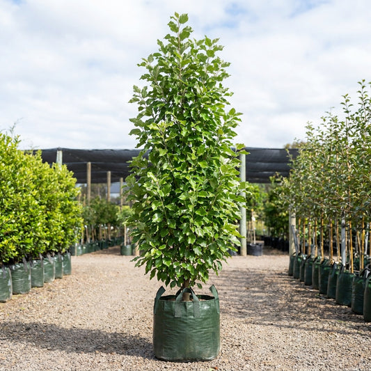 Columnar Poplar - Populus simonii ‘Fastigiata’