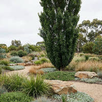 Columnar Poplar - Populus simonii ‘Fastigiata’