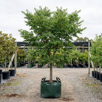 Common Hackberry - Celtis occidentalis