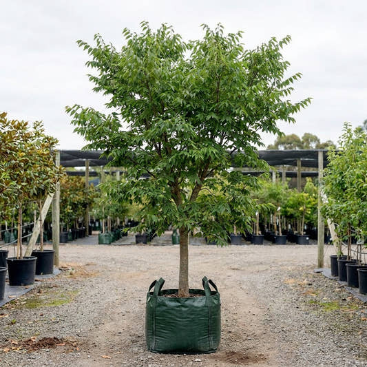 Common Hackberry - Celtis occidentalis