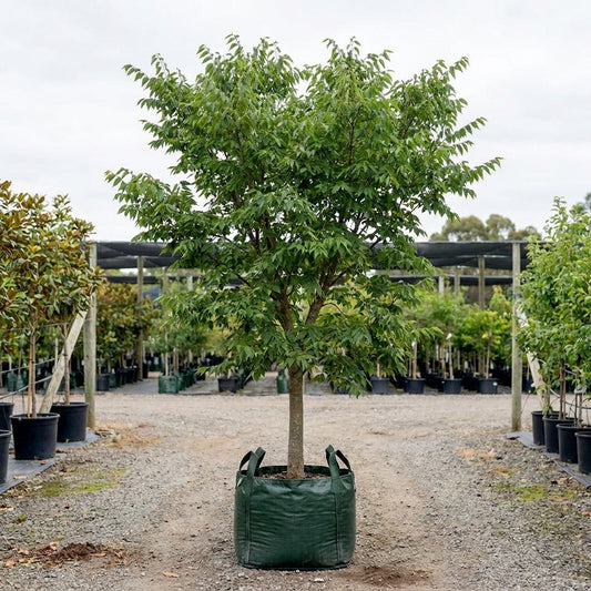 Common Hackberry - Celtis occidentalis
