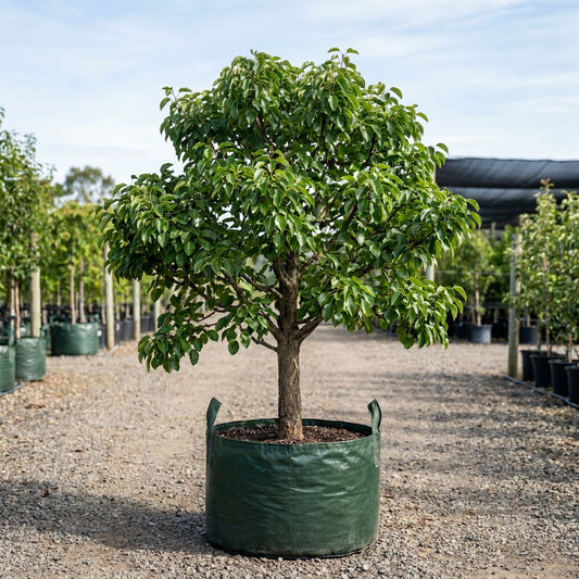 Common Pear Tree - Pyrus communis