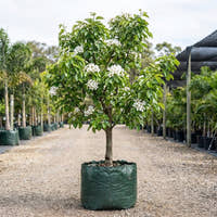 Common Pear Tree - Pyrus communis