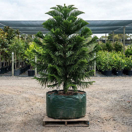 Cook Pine - Araucaria columnaris