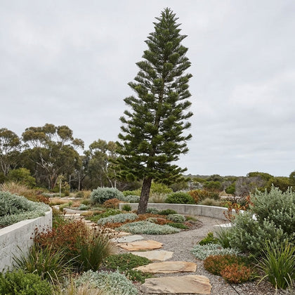 Cook Pine - Araucaria columnaris