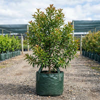 Coolamon Tree - Syzygium mooreii