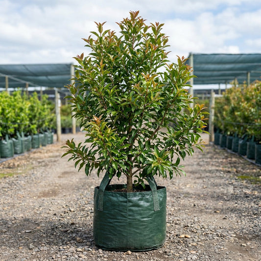 Coolamon Tree - Syzygium mooreii