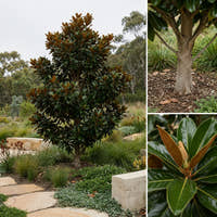 Coolwyn Gloss Magnolia - Magnolia grandiflora ‘Coolwyn Gloss’
