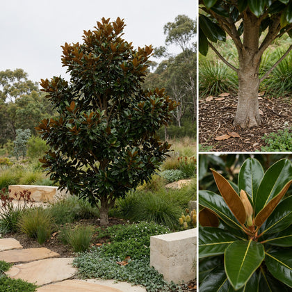 Coolwyn Gloss Magnolia - Magnolia grandiflora 'Coolwyn Gloss'