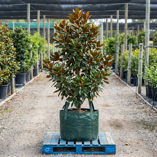 Coolwyn Gloss Magnolia - Magnolia grandiflora 'Coolwyn Gloss'