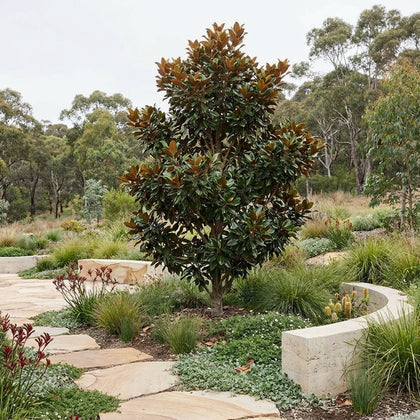 Coolwyn Gloss Magnolia - Magnolia grandiflora 'Coolwyn Gloss'