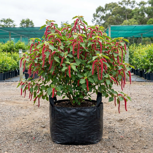 Copperleaf - Acalypha wilkesiana